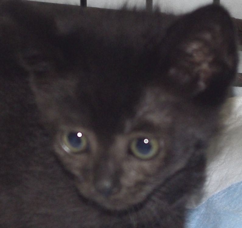 Pets of the Week: Moochie